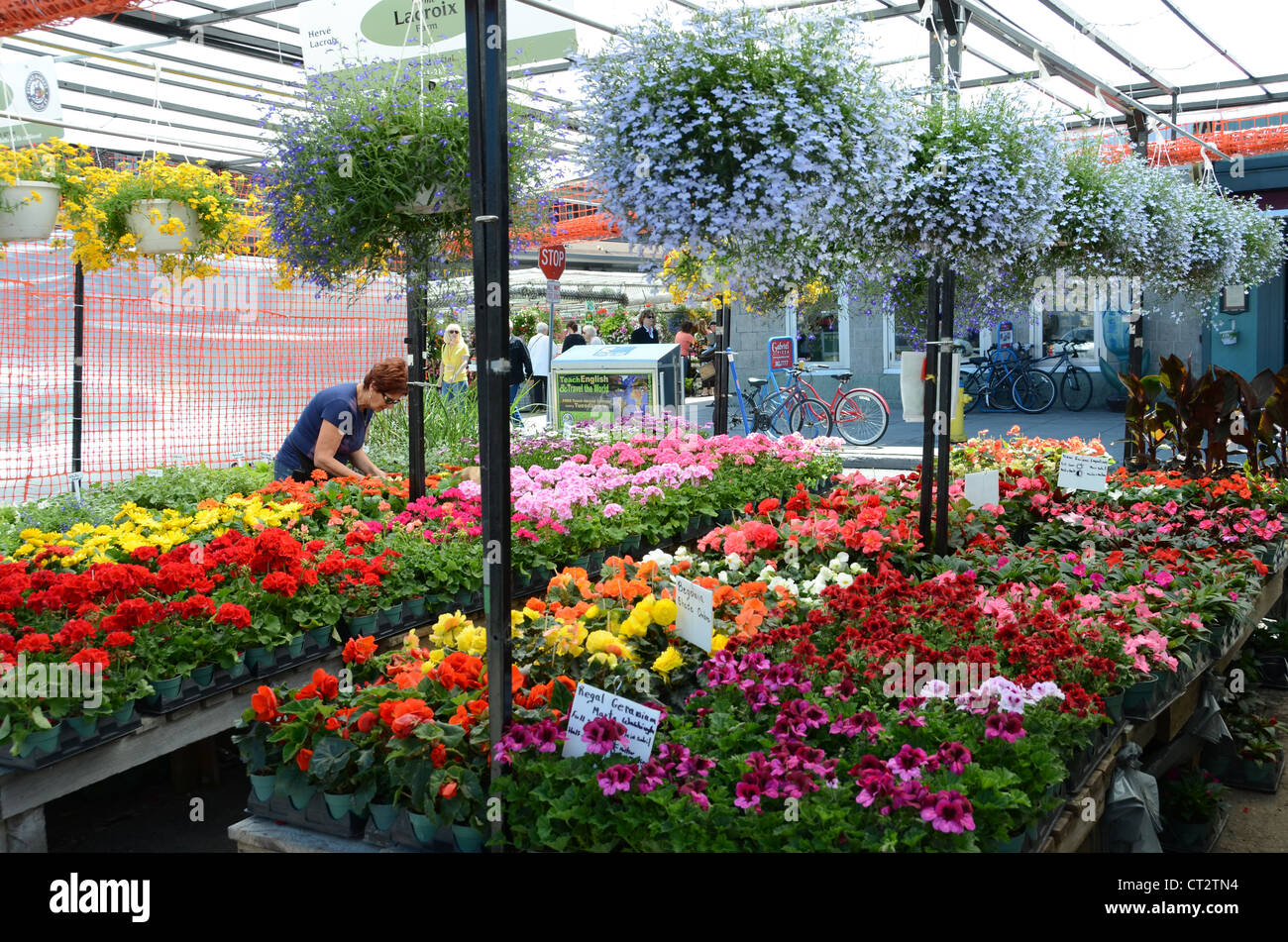 Flower stall at Byward Market in Ottawa, Ontario, Canada Stock Photo Alamy