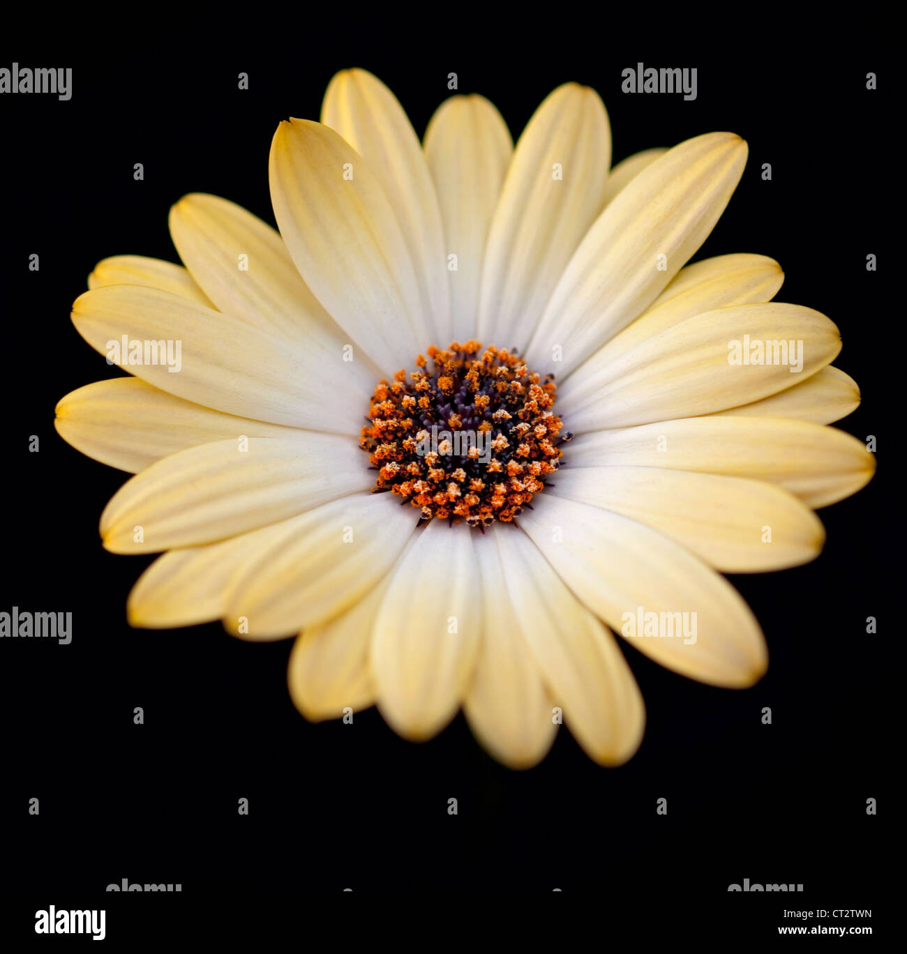 Arctosis, African daisy Stock Photo