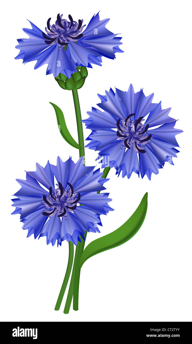 Flowers blue cornflower (Centaurea cyanus). Vector illustration. Stock Photo