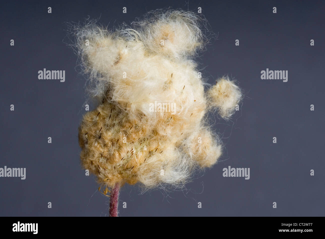 Anemone magellanica, Anemone Stock Photo