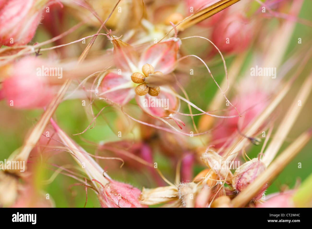Geranium psilostemon, Geranium, Armenium cranesbill Stock Photo