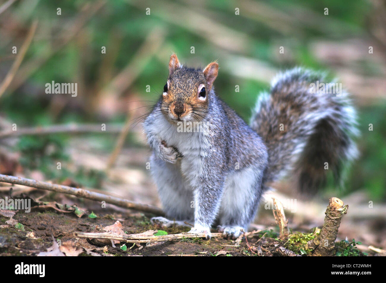 grey squirrel sciurus carolinensis rodent Stock Photo