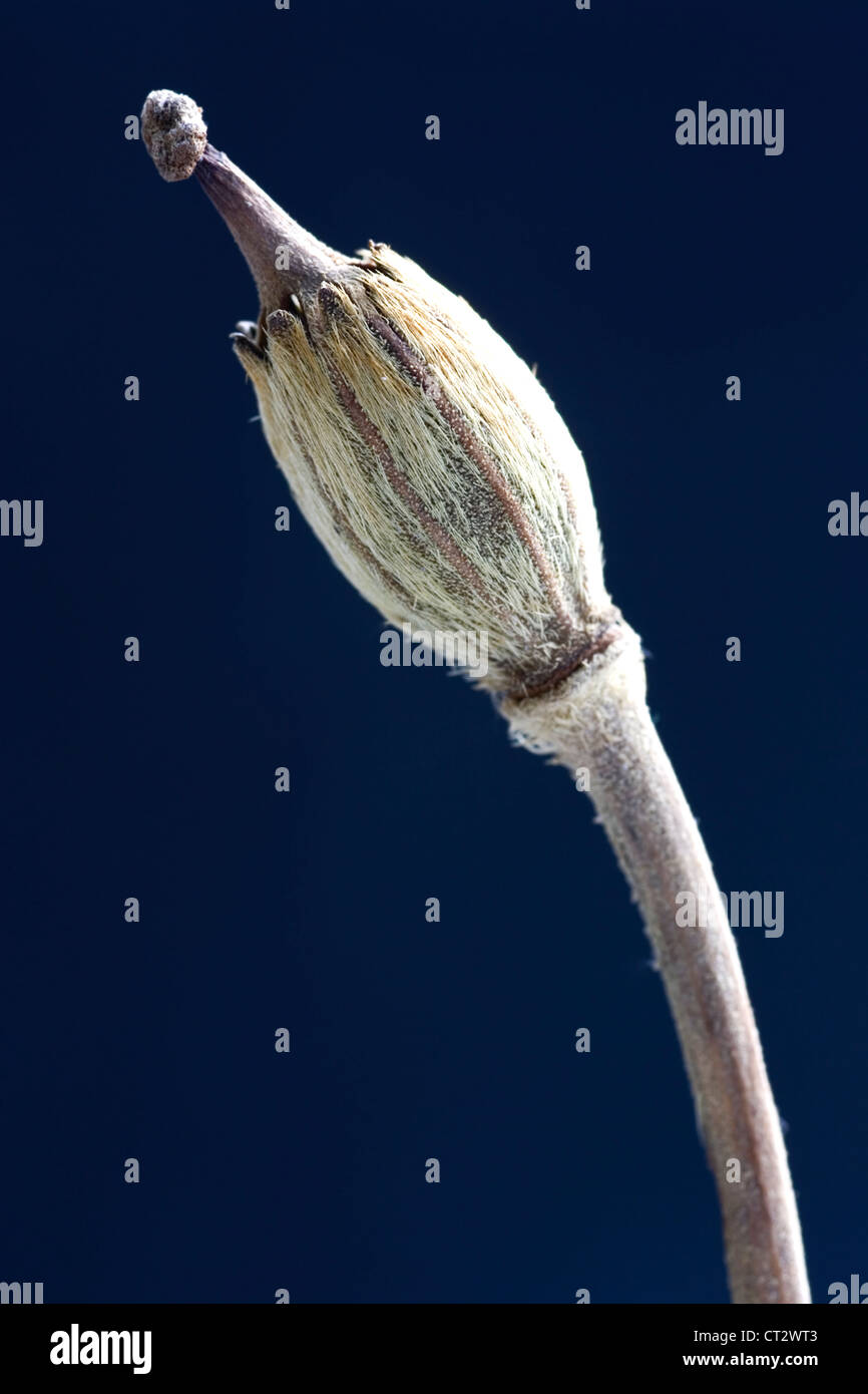 Meconopsis napaulensis, Poppy Stock Photo
