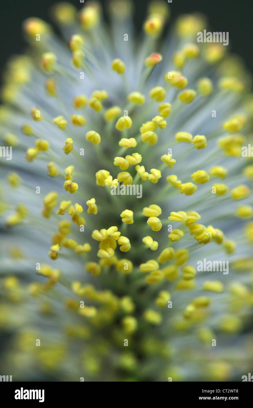 grey willow salix cinerea Salicaceae male catkin Stock Photo