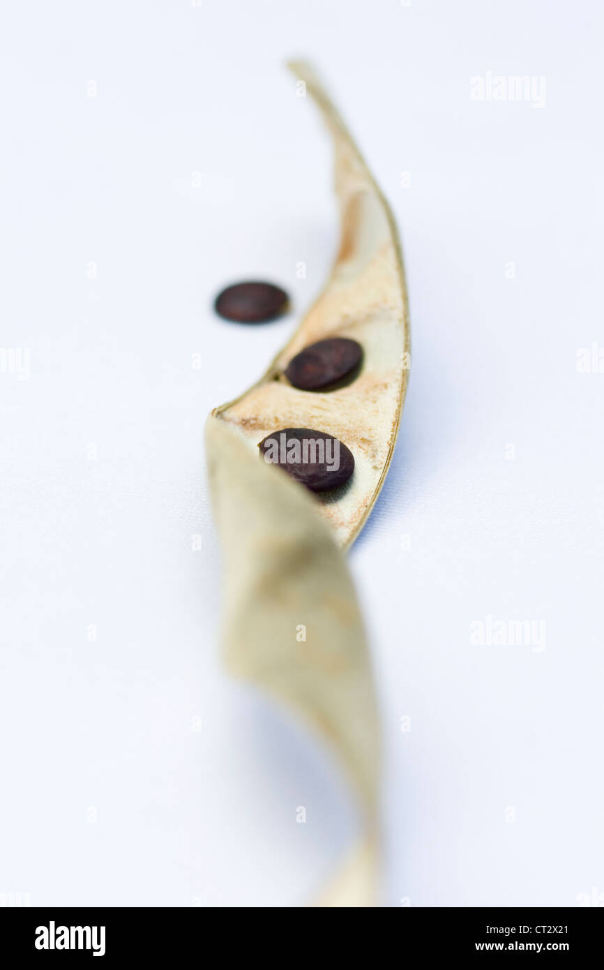 Wisteria, curled dry seed pod with brown seeds on a white background. Stock Photo