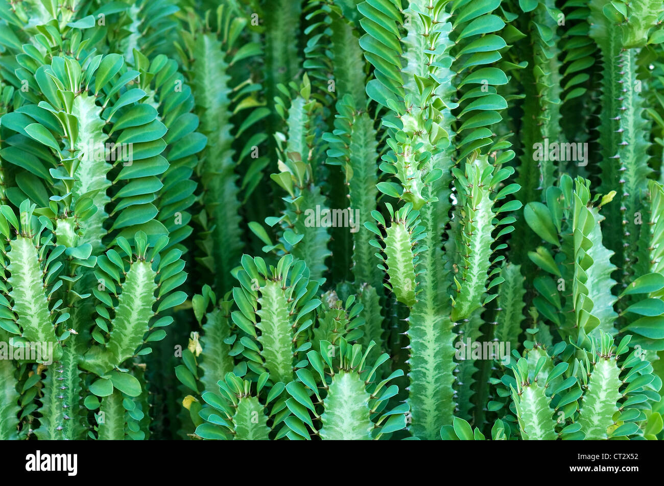 Succulent plant, Diego Suarez / Antsiranana, Madagascar Stock Photo
