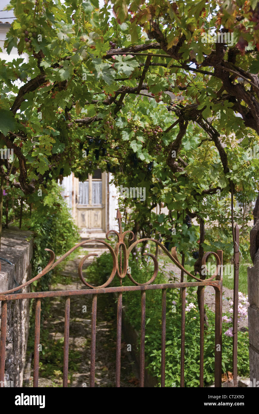 Vitis vinifera, Grapevine Stock Photo