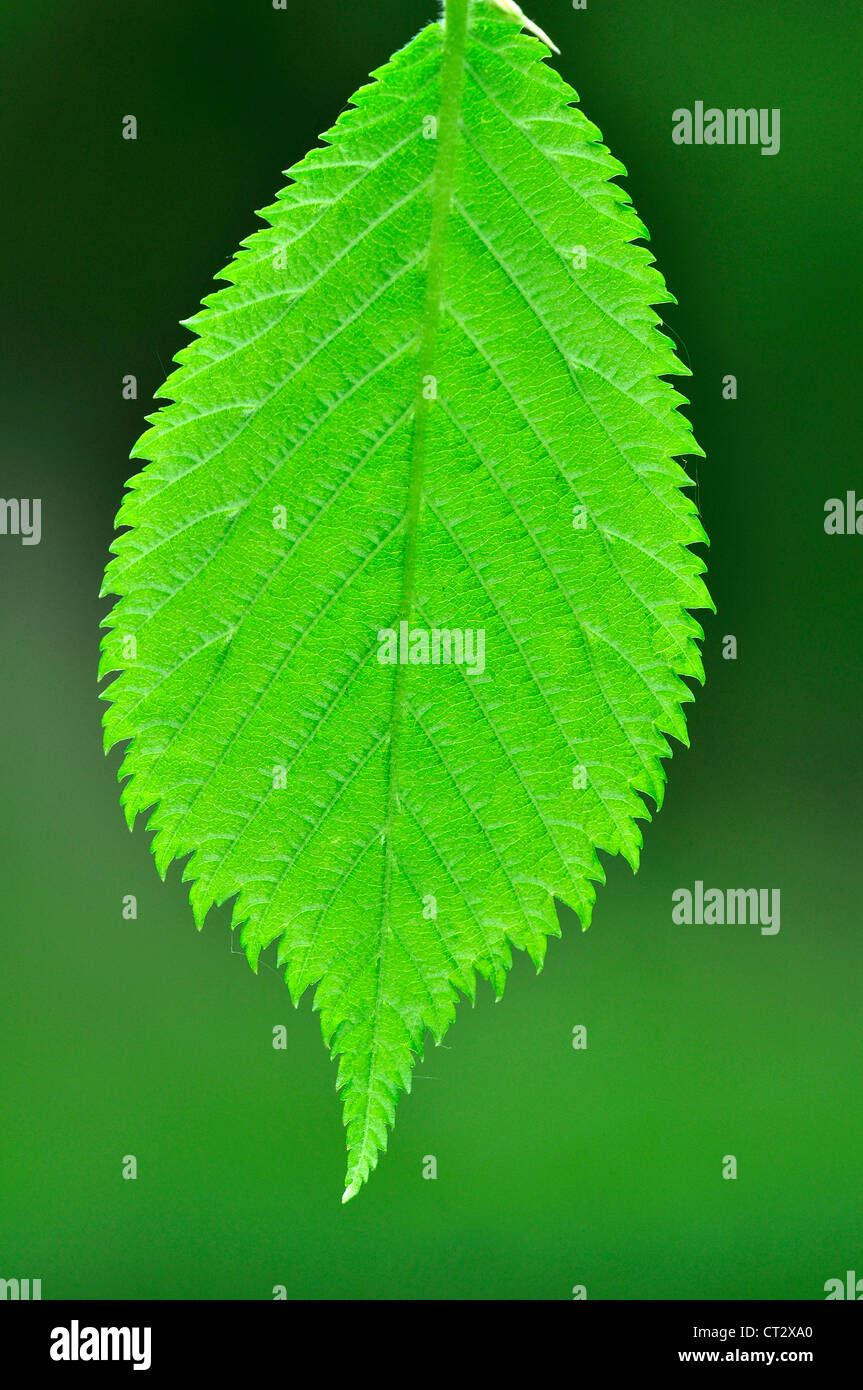 The leaf of a wych elm tree UK Stock Photo
