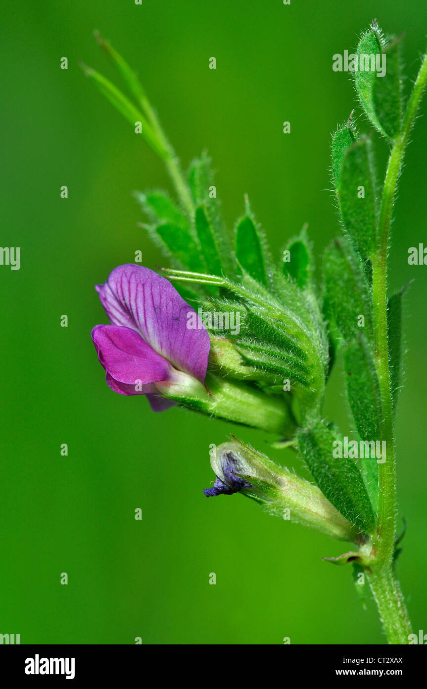 A view of common vetch UK Stock Photo