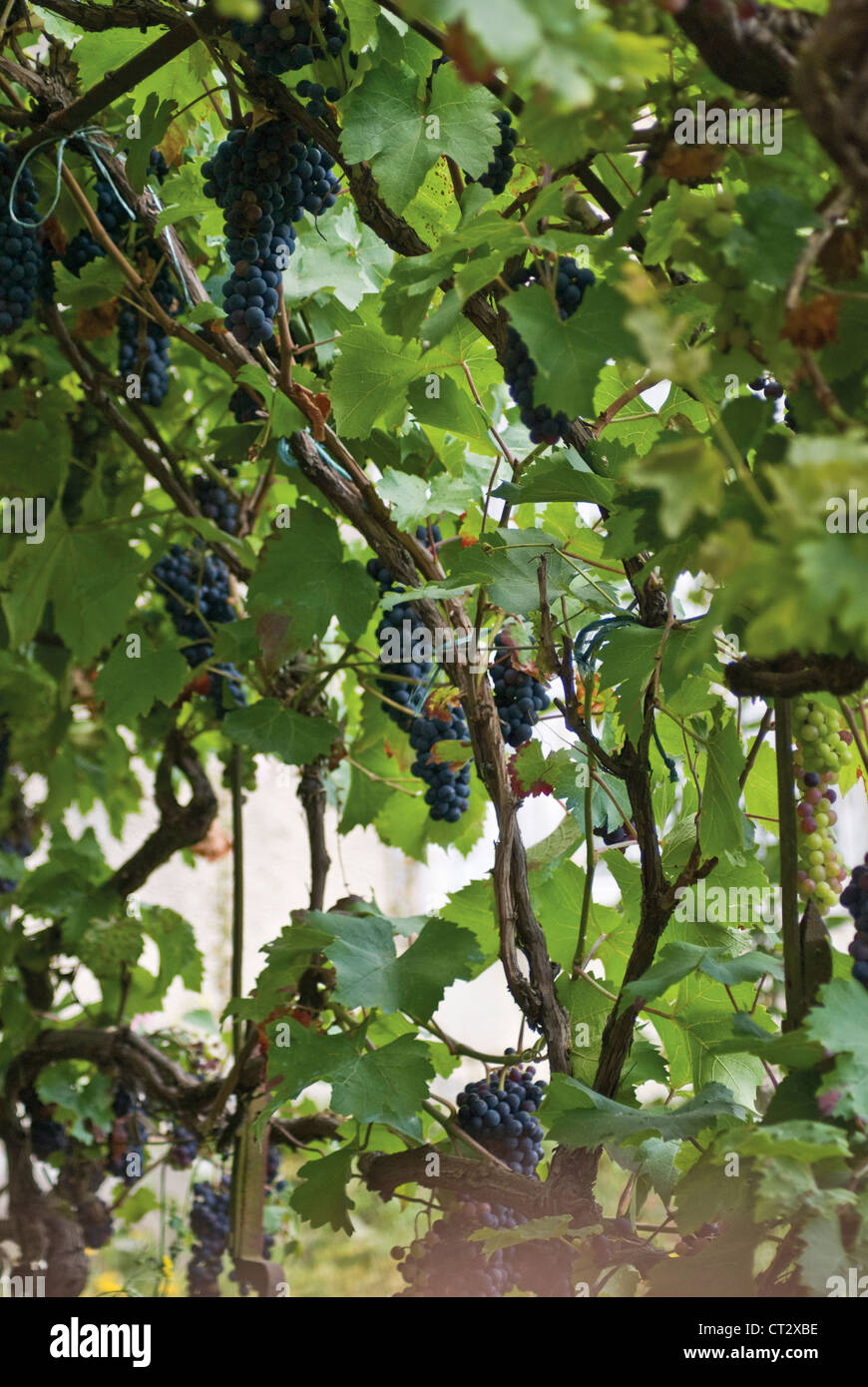 Vitis vinifera, Grapevine Stock Photo