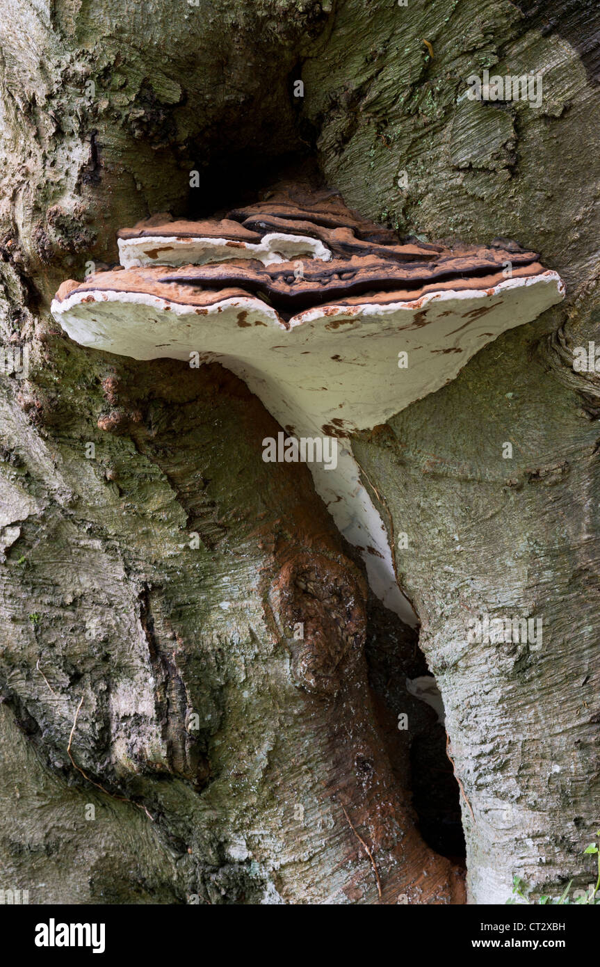 Ganoderma adspersum bracket fungus Stock Photo