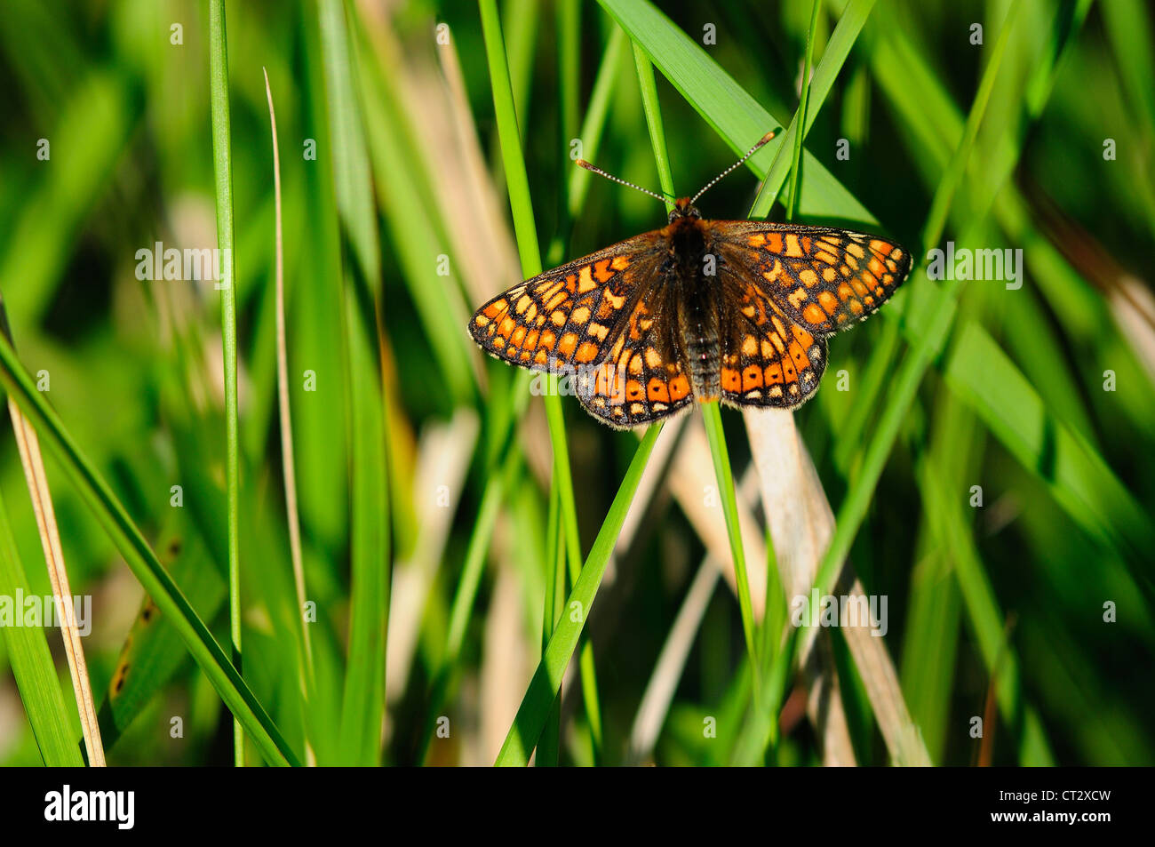 marsh fritillary euphydryas aurinia butterfly Stock Photo