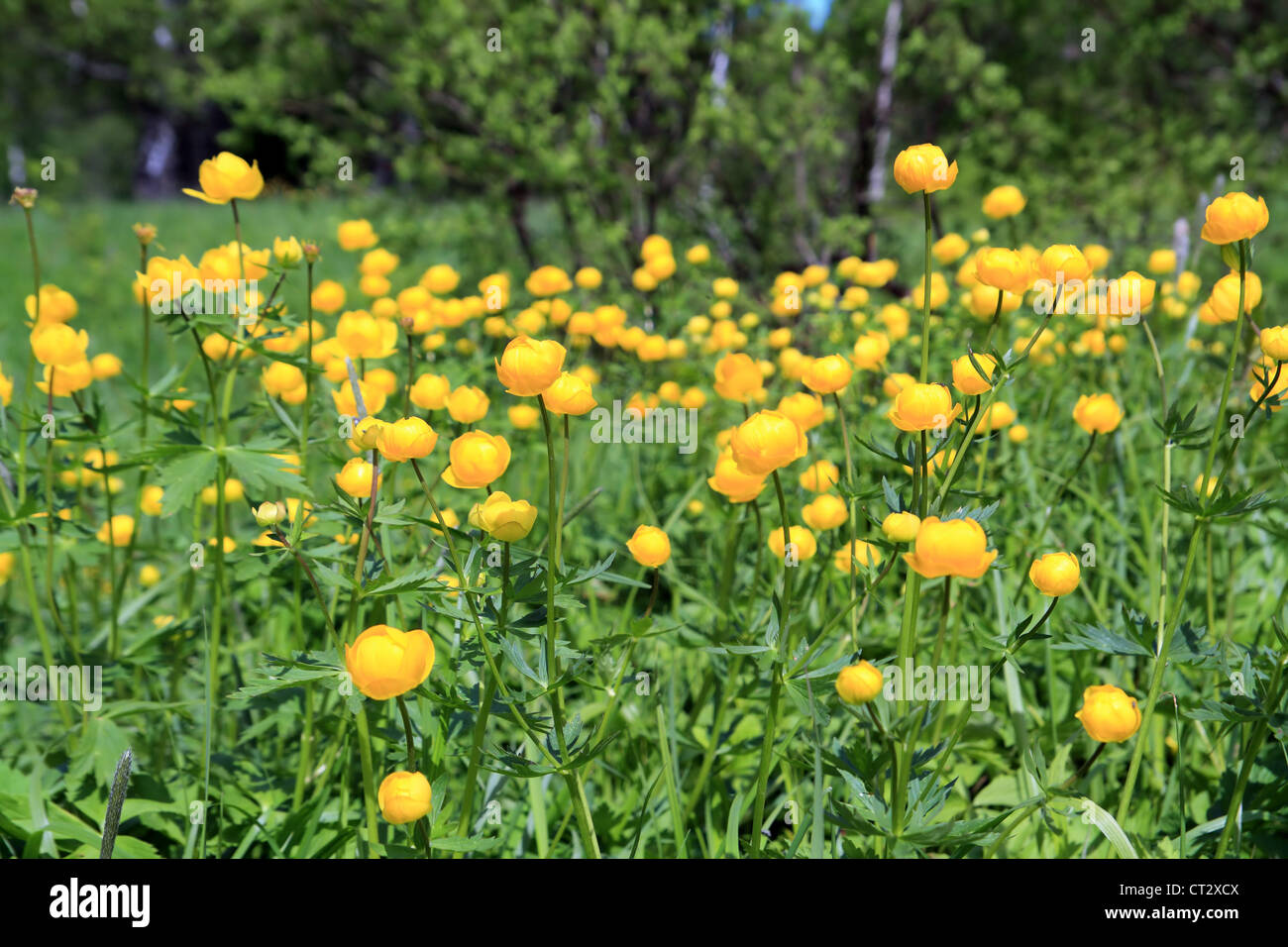 globe-flower on spring green field Stock Photo