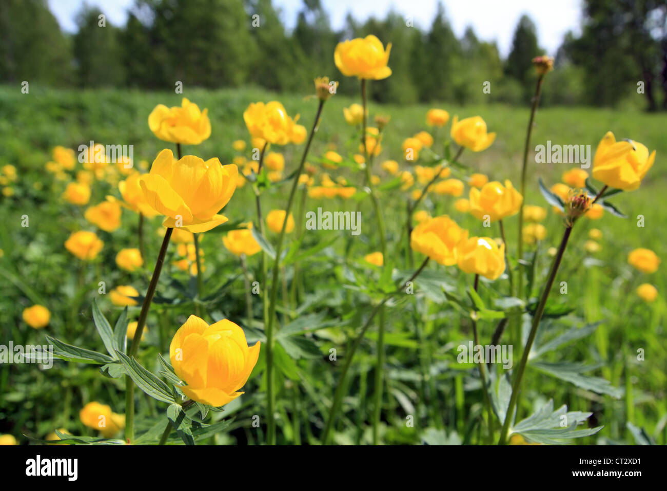 globe-flower on spring green field Stock Photo