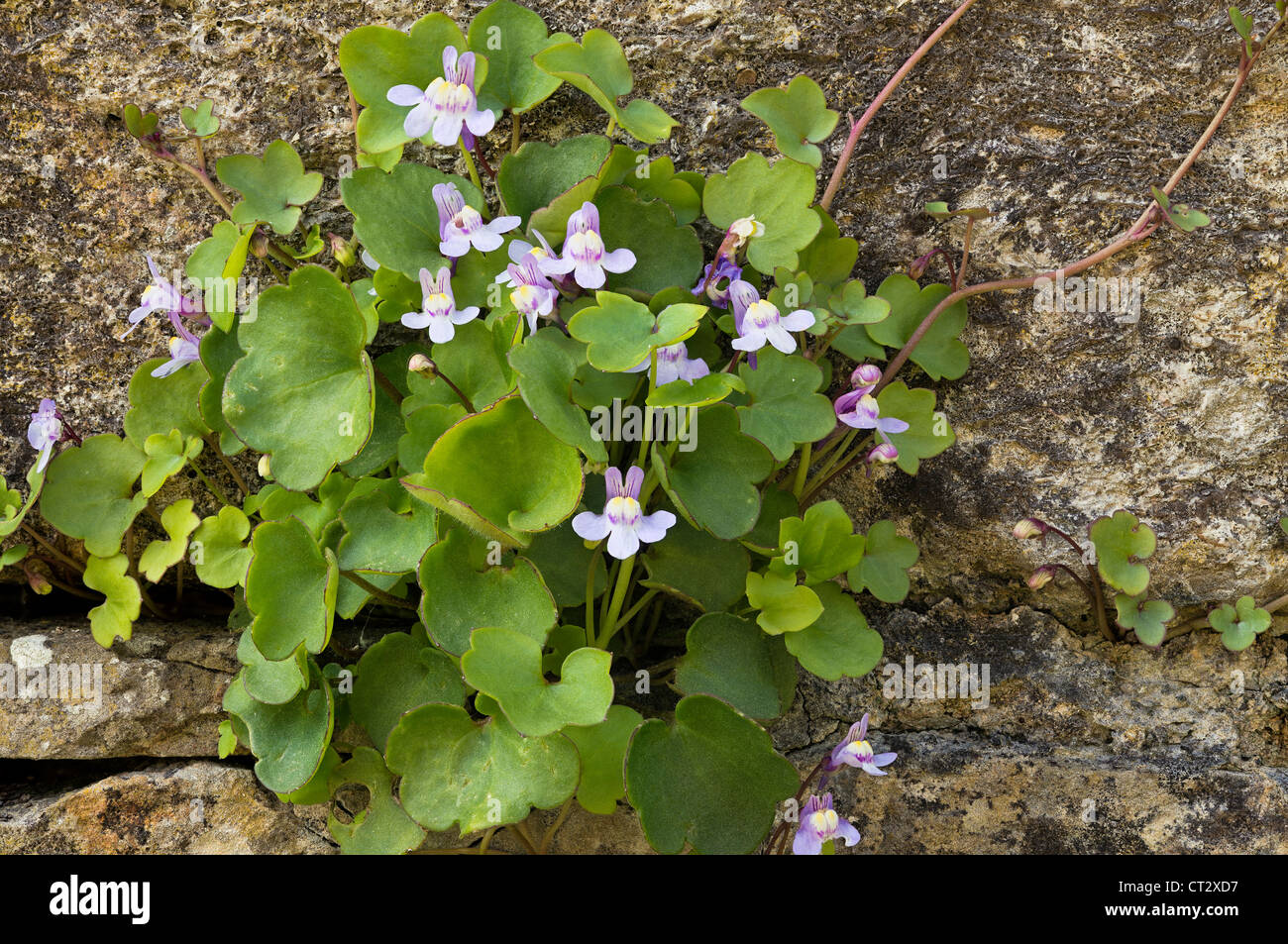 Cymbalaria muralis Ivy-leaved toadflax or Kenilworth Ivy Stock Photo