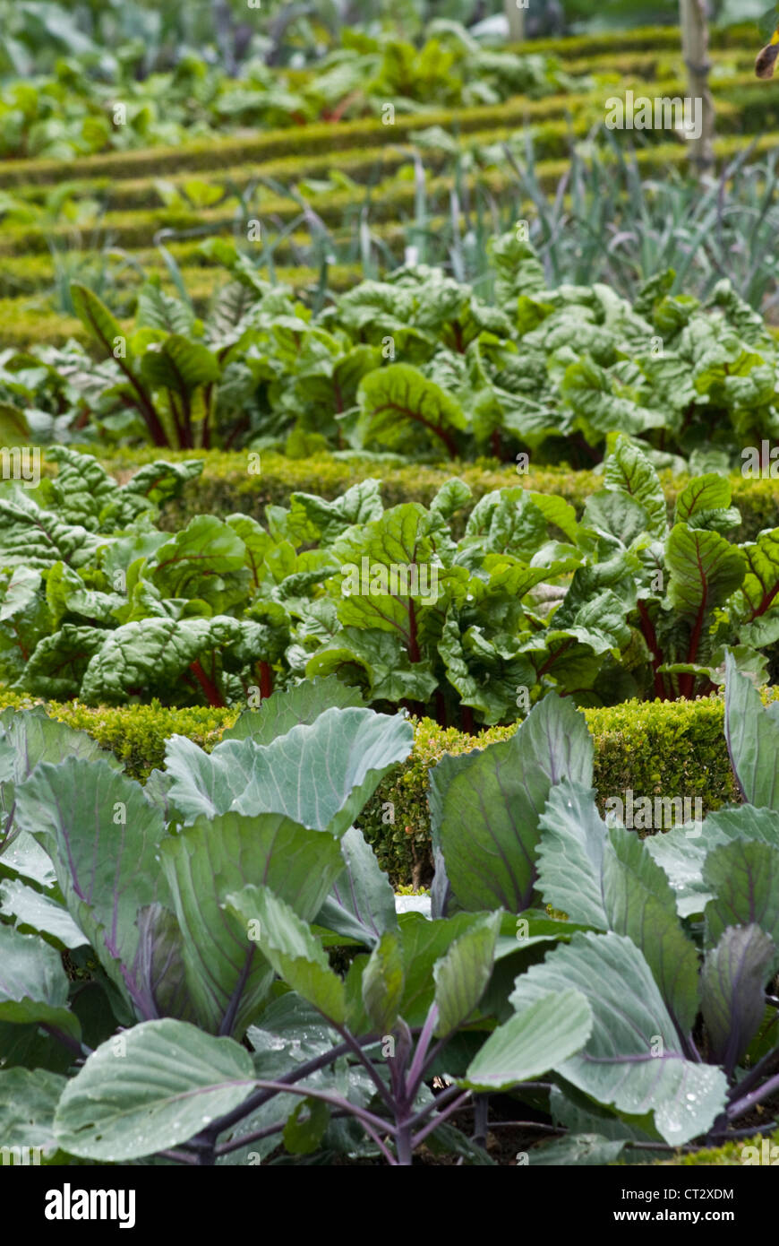 Common box buxus sempervirens garden hi-res stock photography and ...