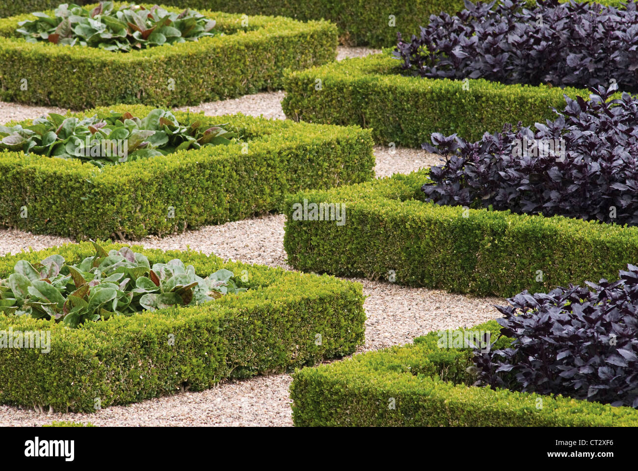 Buxus sempervirens, Box, common hedge enclosing vegetable in a formal garden at Villandry in France. Stock Photo
