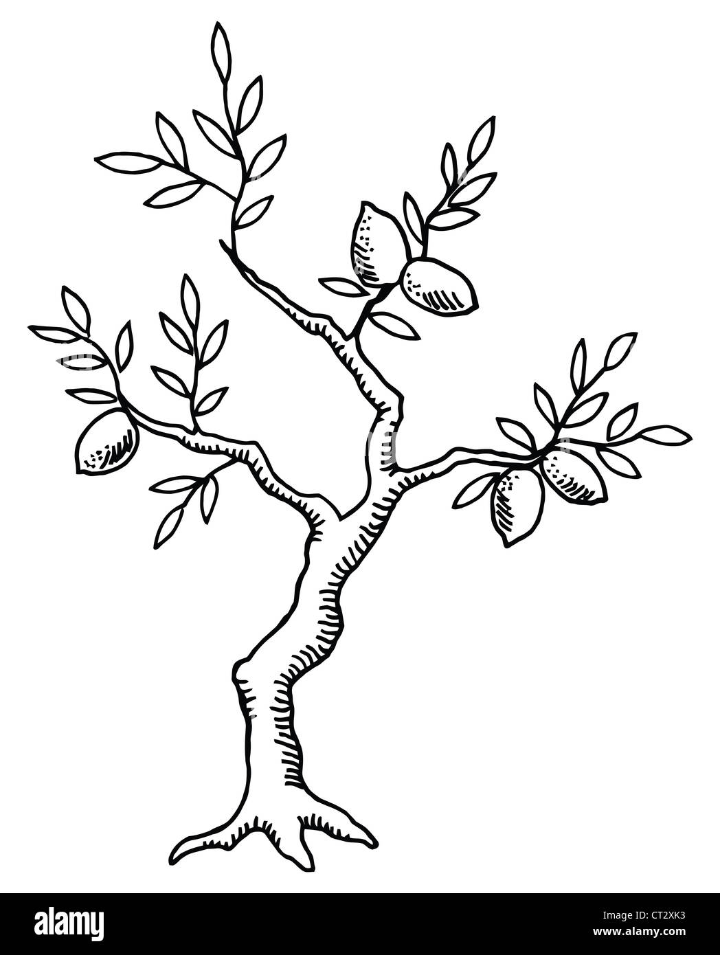 Lemon tree leaves Black and White Stock Photos & Images Alamy