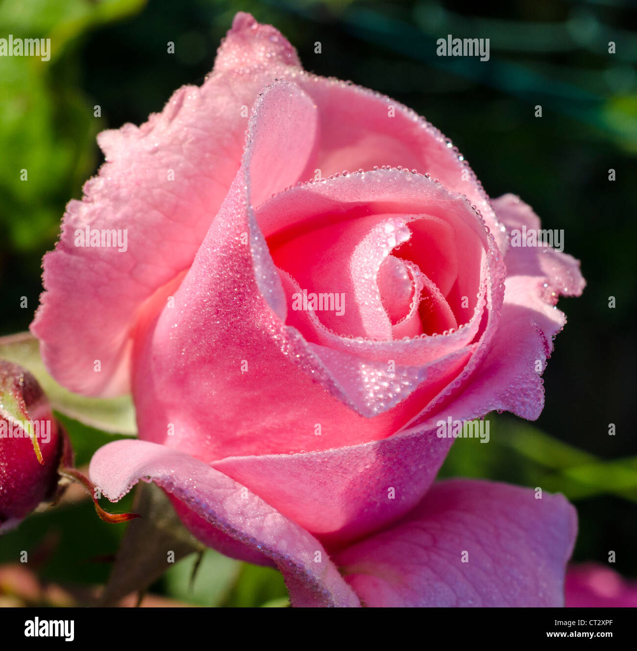 Dewdrop rose hi-res stock photography and images - Alamy