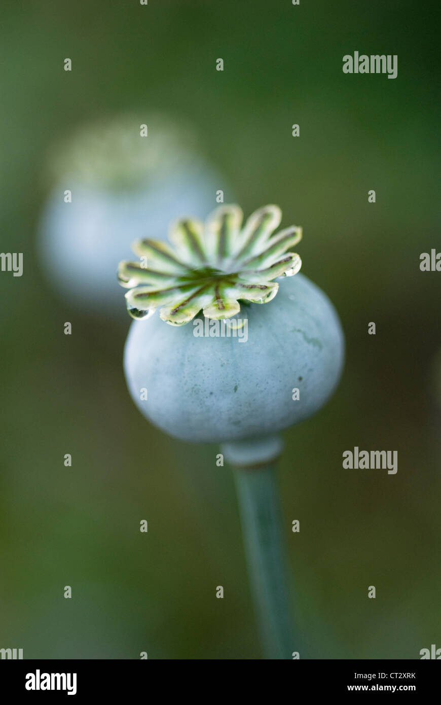 Papaver somniferum, Poppy, Opium poppy Stock Photo - Alamy