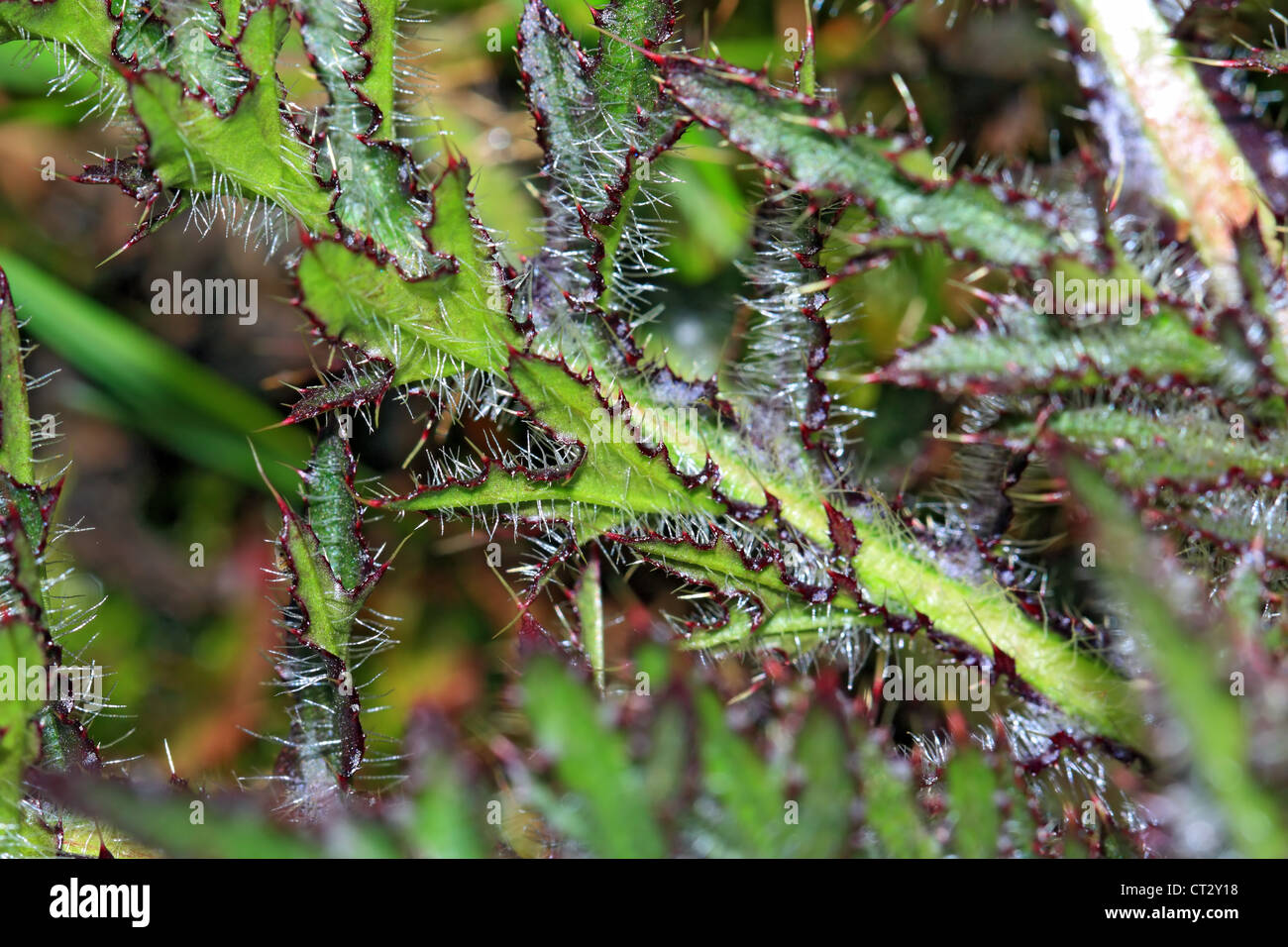 prickly herb on spring field Stock Photo - Alamy