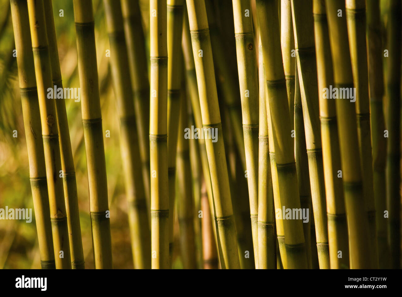 Chusquea culeou, Bamboo Stock Photo