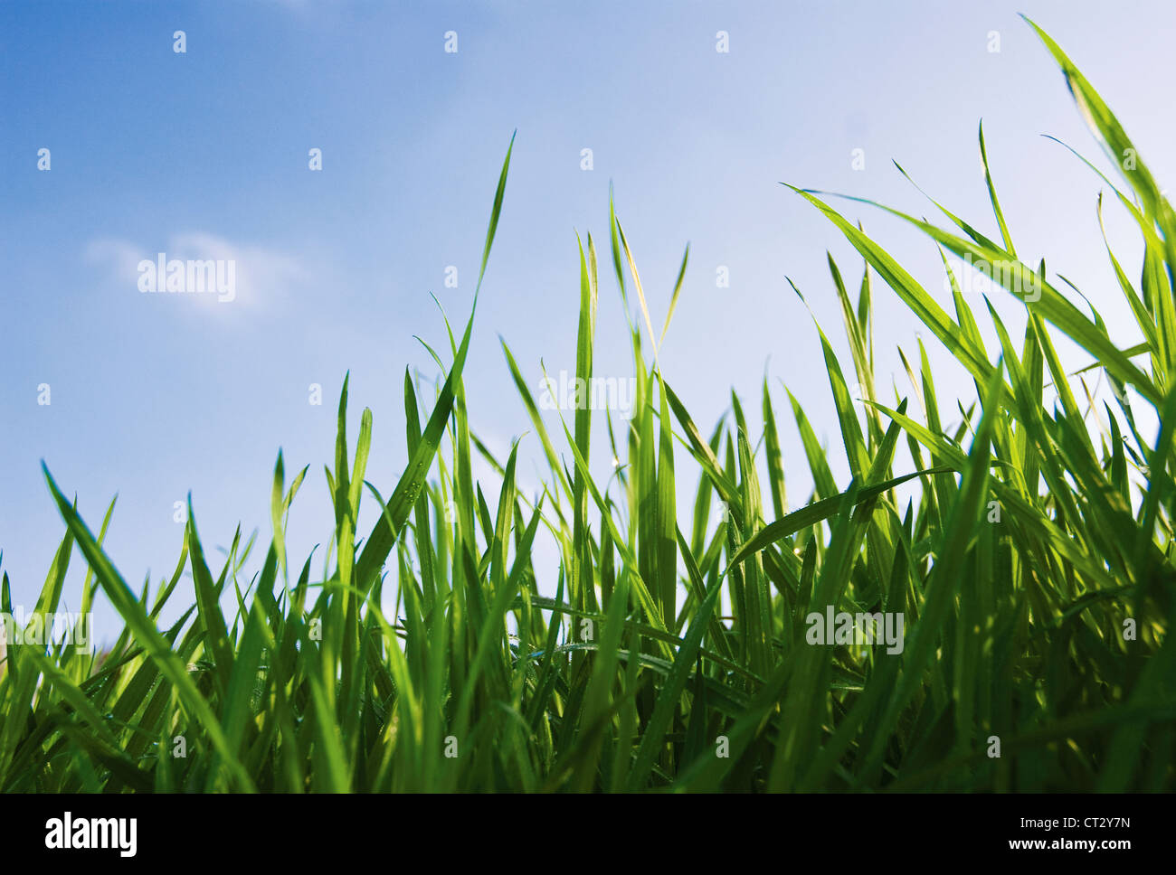 Striking Colour Grass High Resolution Stock Photography and Images - Alamy