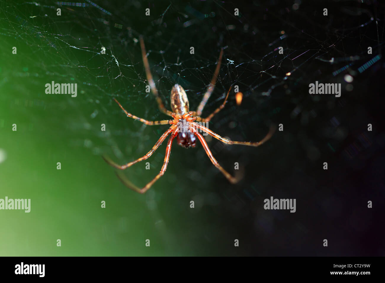red spider on green background Stock Photo