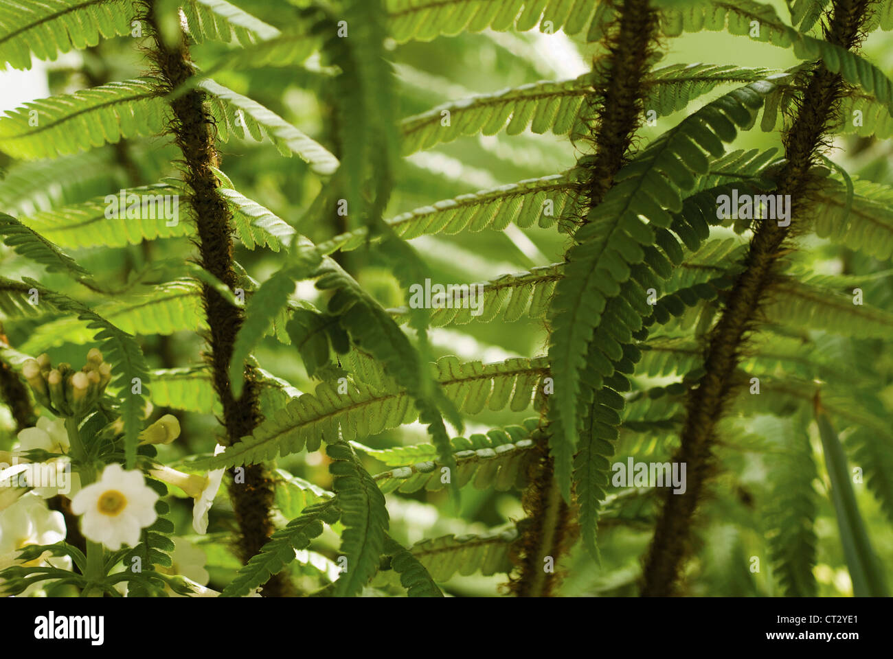 Dryopteris wallichiana, Fern, Wallich's wood fern Stock Photo