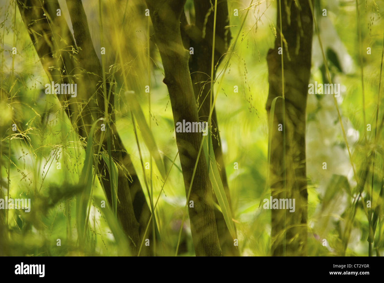 Milium effusum 'Aureum', Bowles golden grass Stock Photo