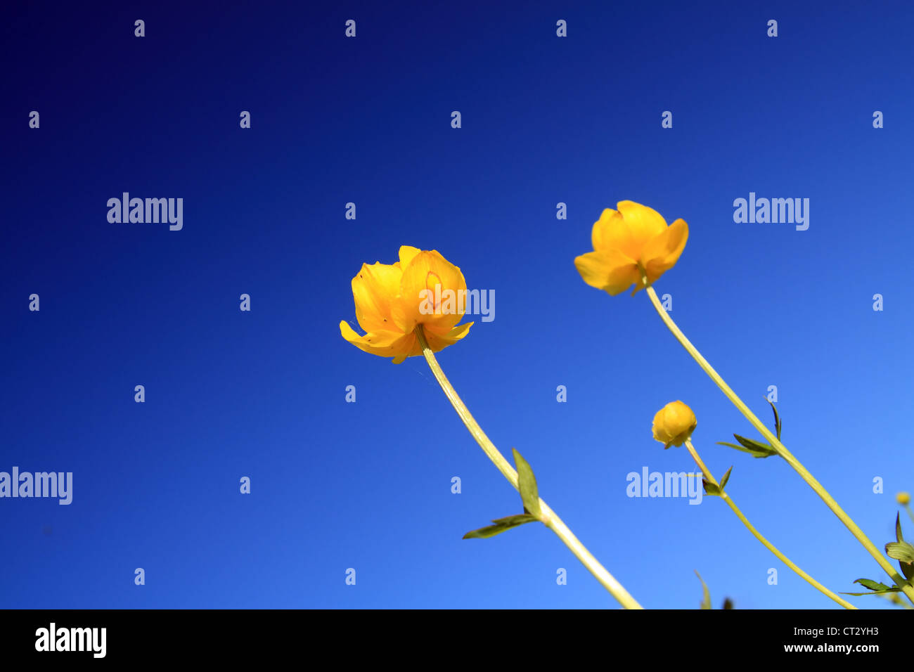 globe-flower on celestial background Stock Photo