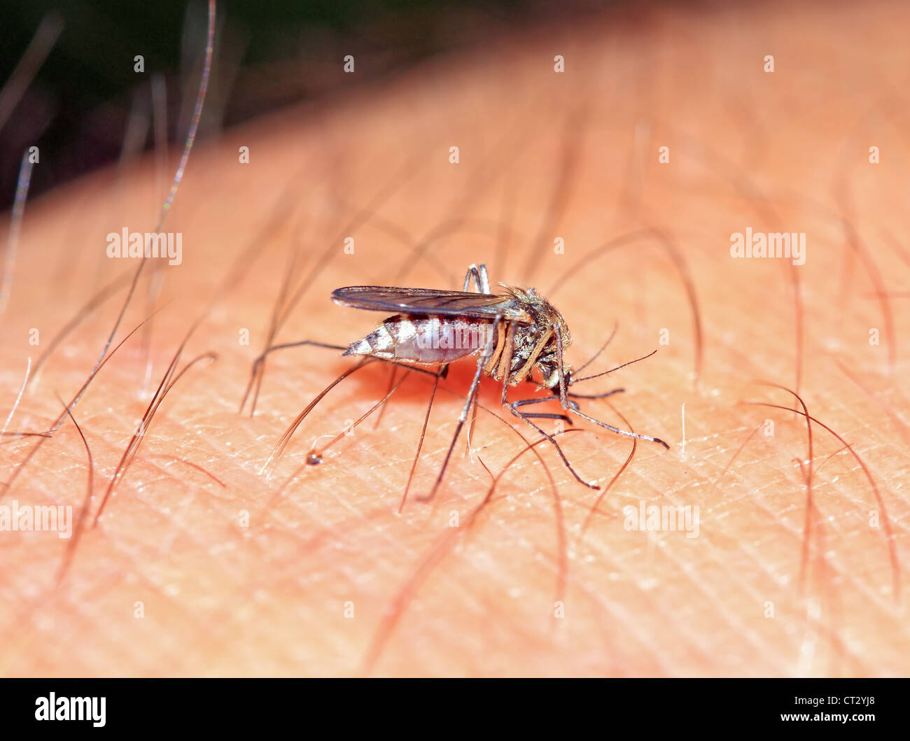 How many midges live on the street, in the apartment and how to get rid of them 94 How many midges live on the street, in the apartment and how to get rid of them 55