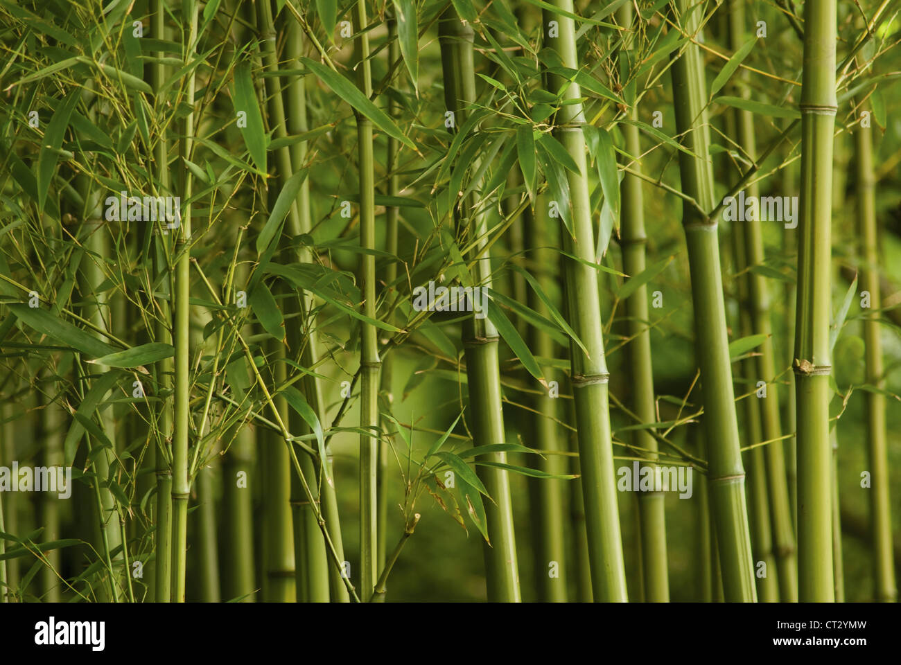 Phyllostachys vivax, Bamboo Stock Photo - Alamy