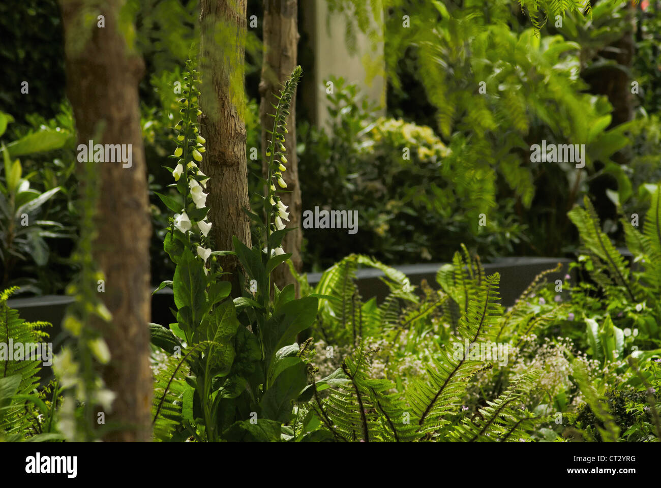 Digitalis purpurea albiflora, Foxglove Stock Photo