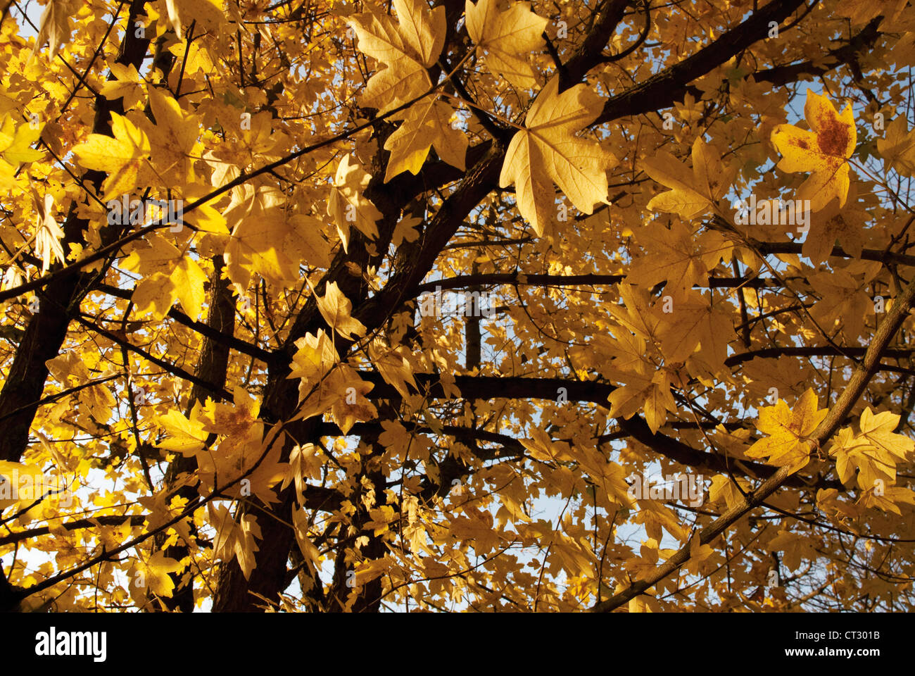 Acer campestre, Field maple Stock Photo - Alamy