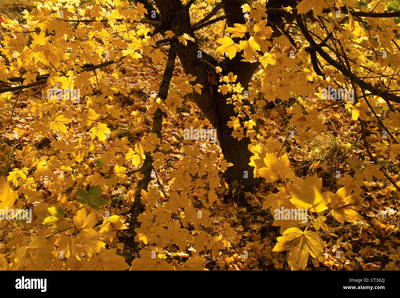 Acer campestre, Field maple Stock Photo - Alamy