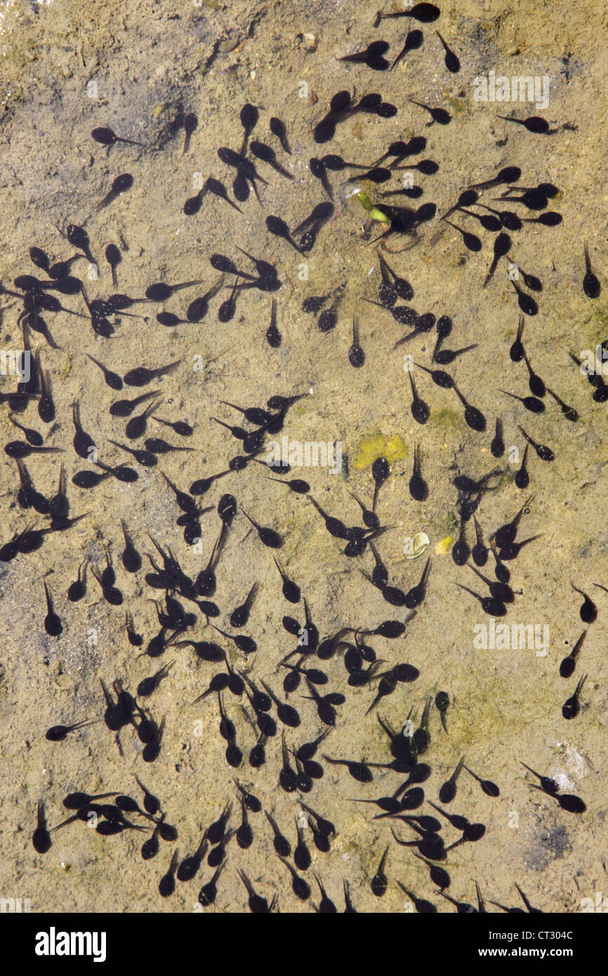 Pollywog High Resolution Stock Photography And Images Alamy
