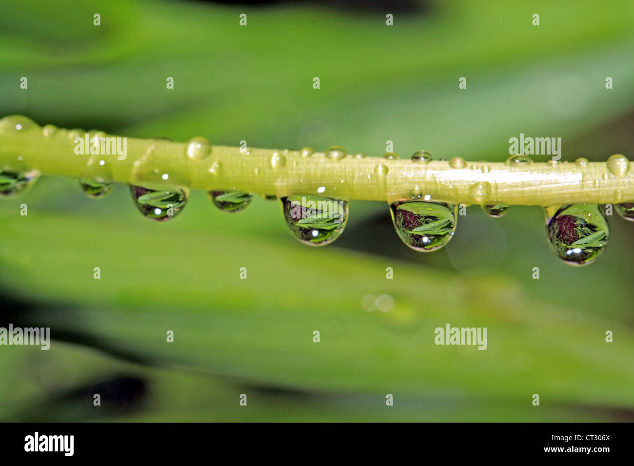 rain drop on green herb Stock Photo Alamy