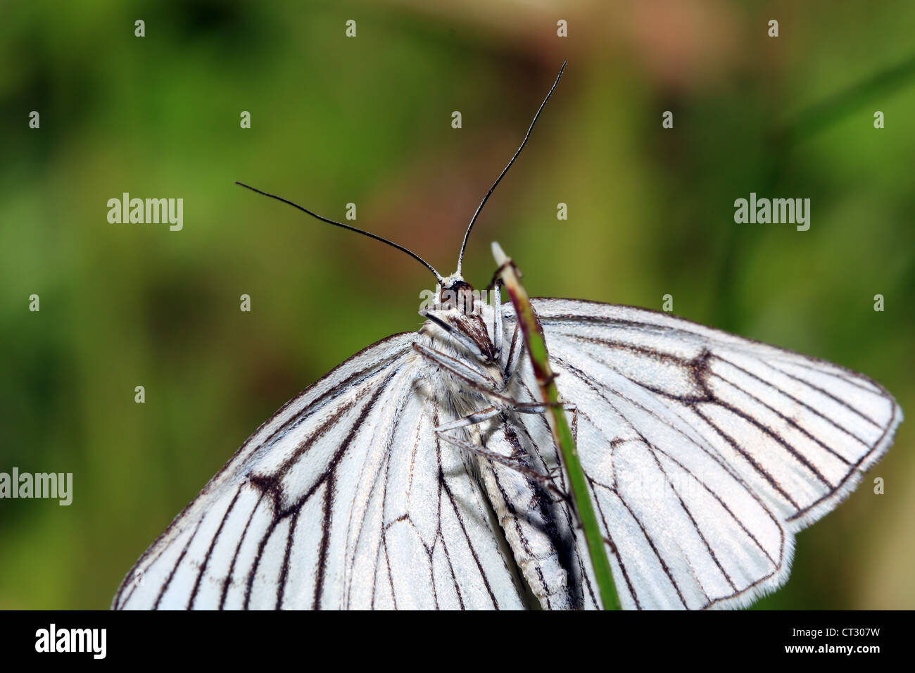 blanching butterfly on green background Stock Photo