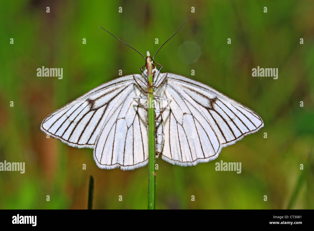 blanching butterfly on green background Stock Photo