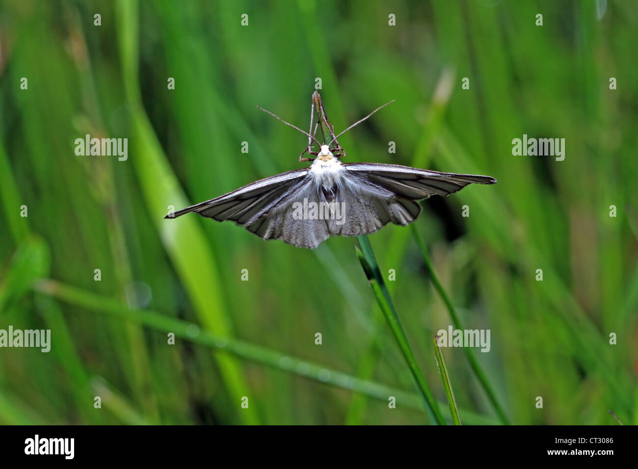 blanching butterfly on green background Stock Photo