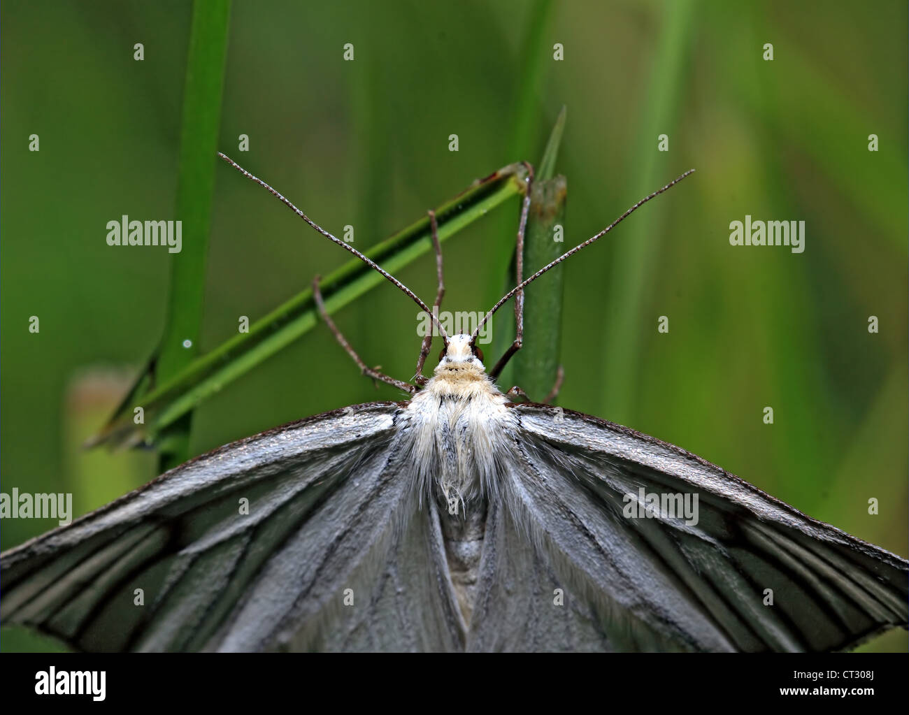 darkenning butterfly on green background Stock Photo
