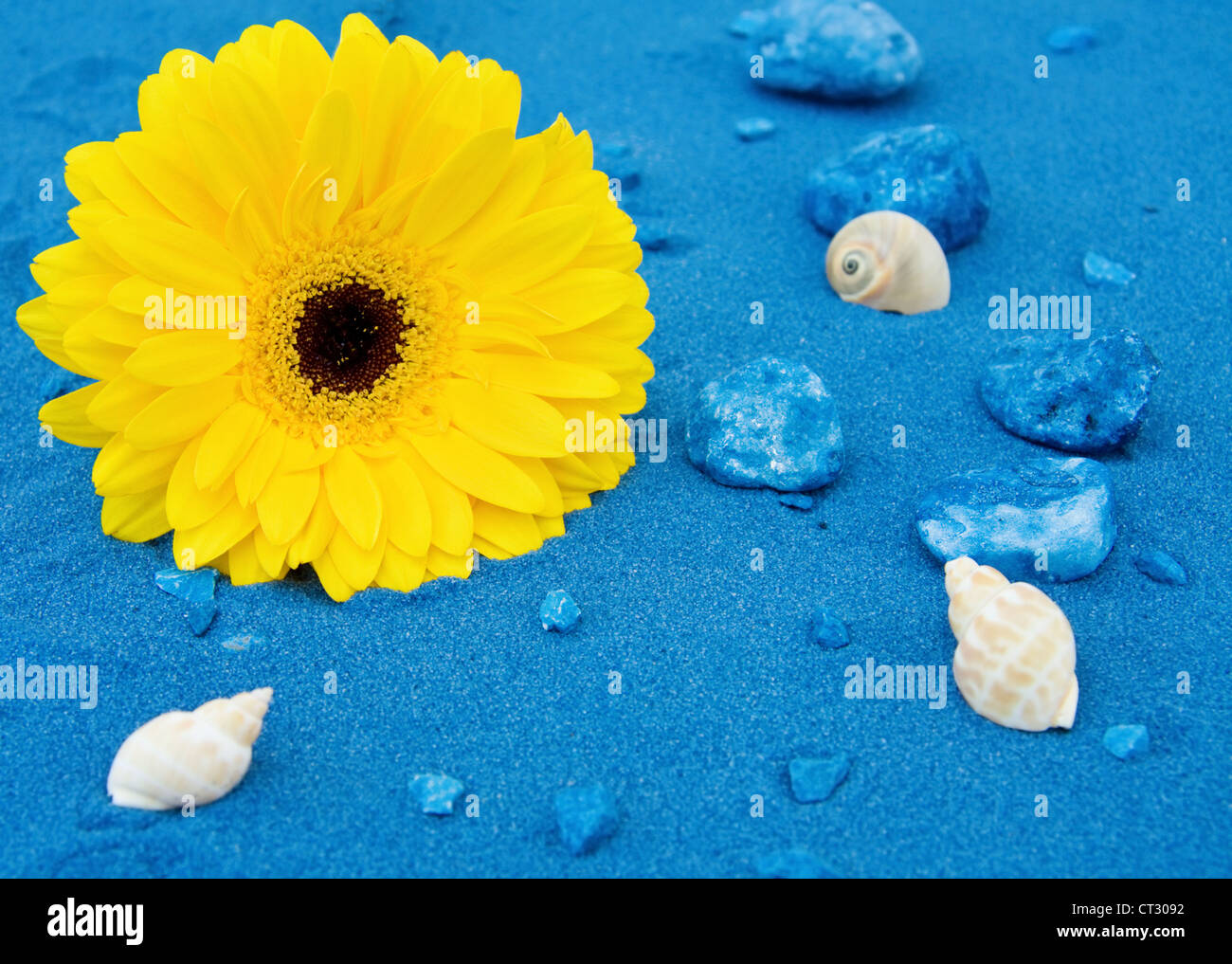 Summer fun at the beach with yellow daisy, seashells and blue sands ...