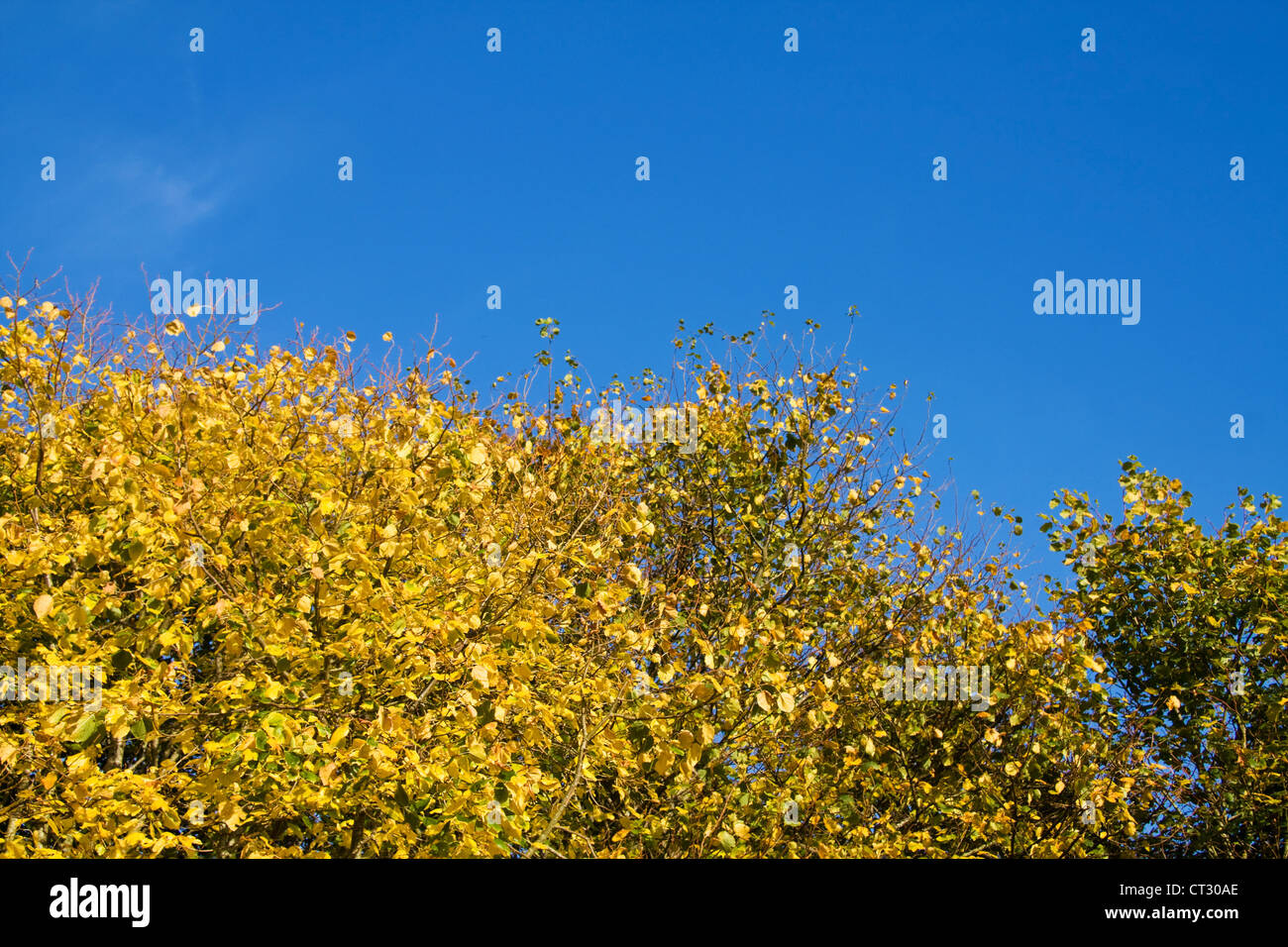 Beauty of autumn with golden leaves and clear blue sky. Stock Photo