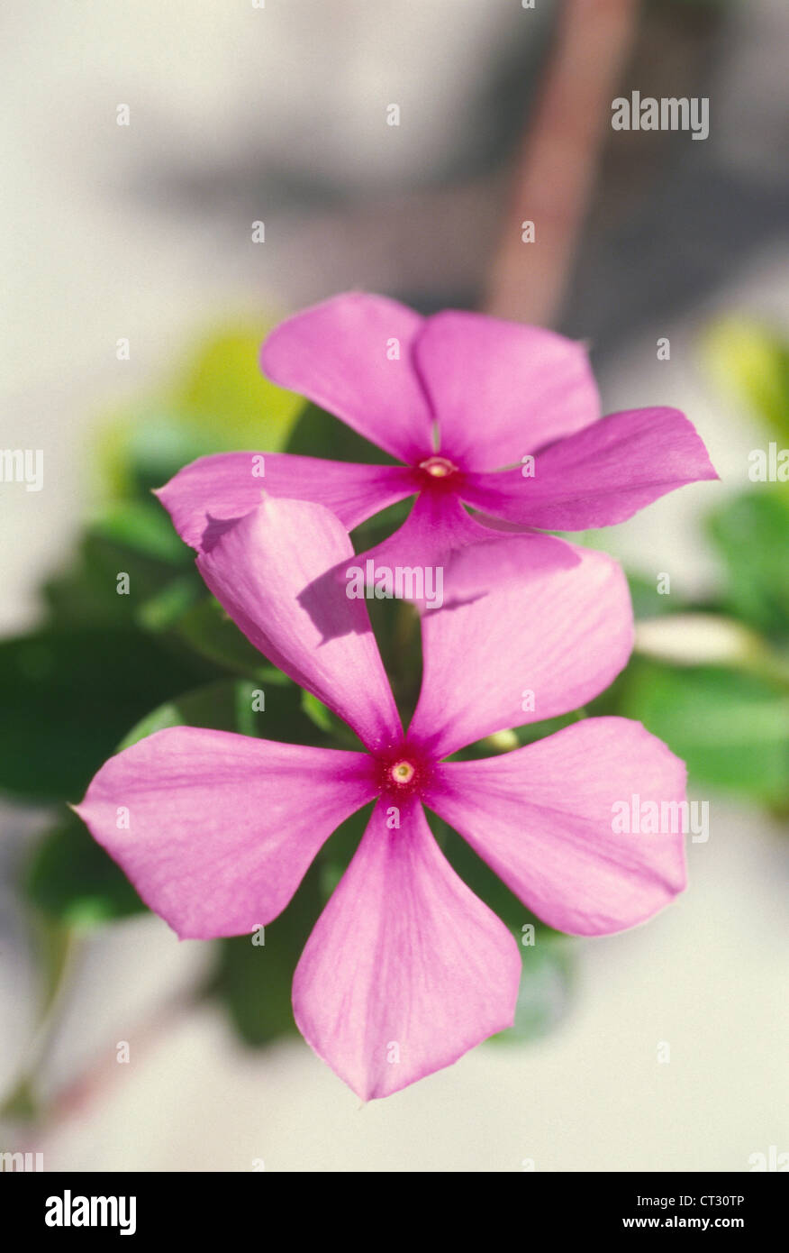 A close-up of a pink periwinkle madagascar. Stock Photo