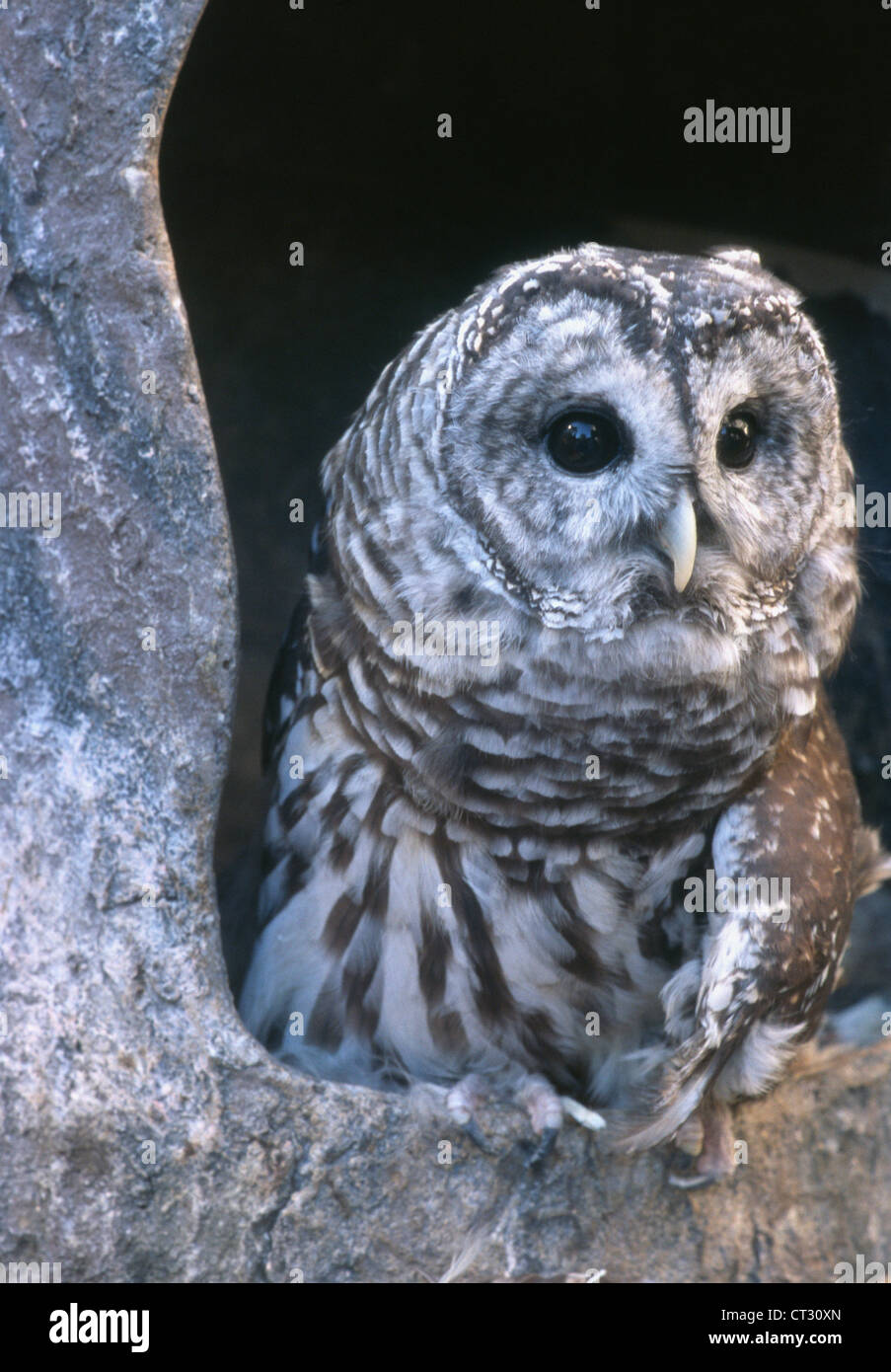 A Barred Owl Stock Photo - Alamy