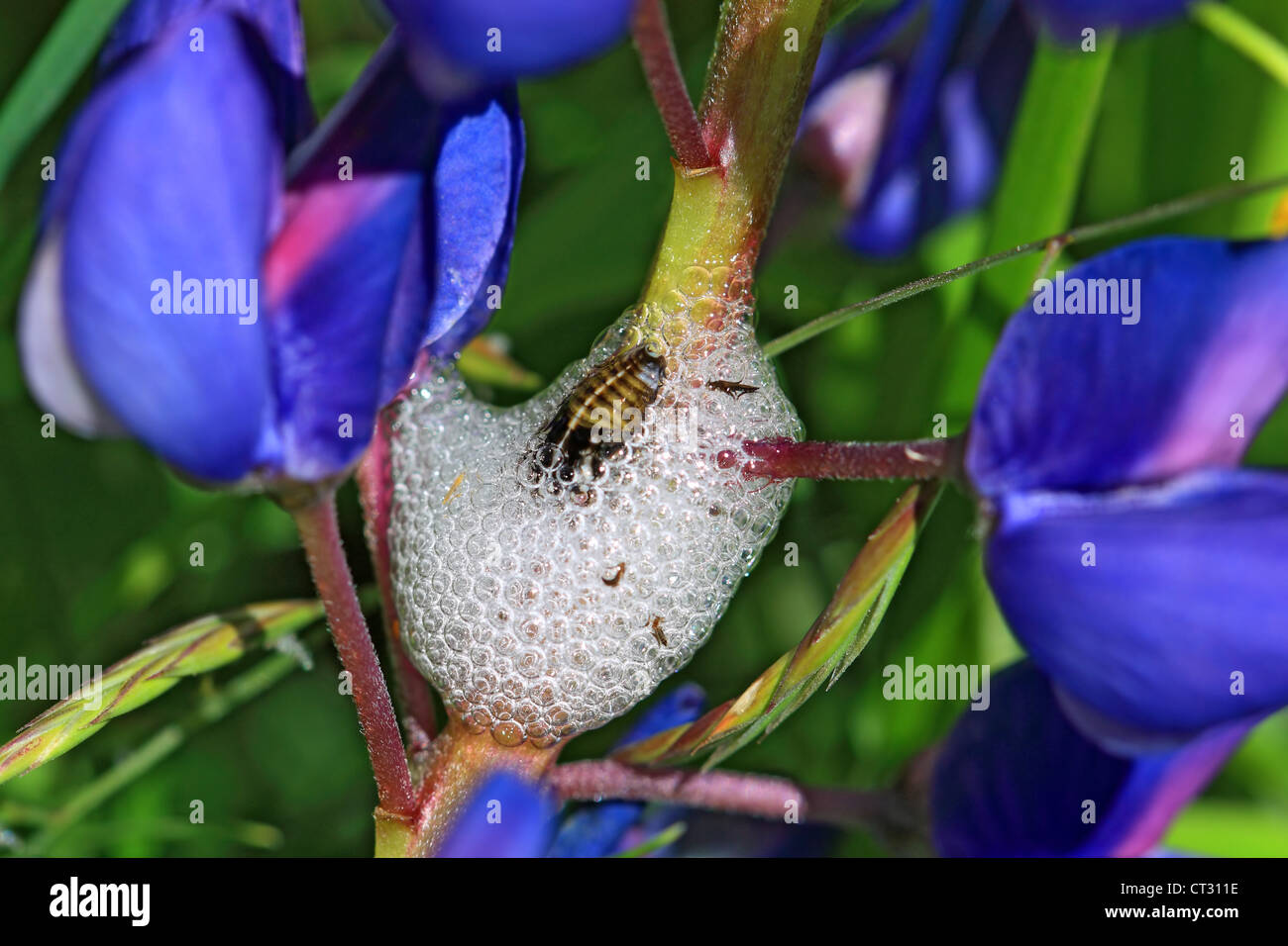 maggot in white spume on lupine stalk Stock Photo