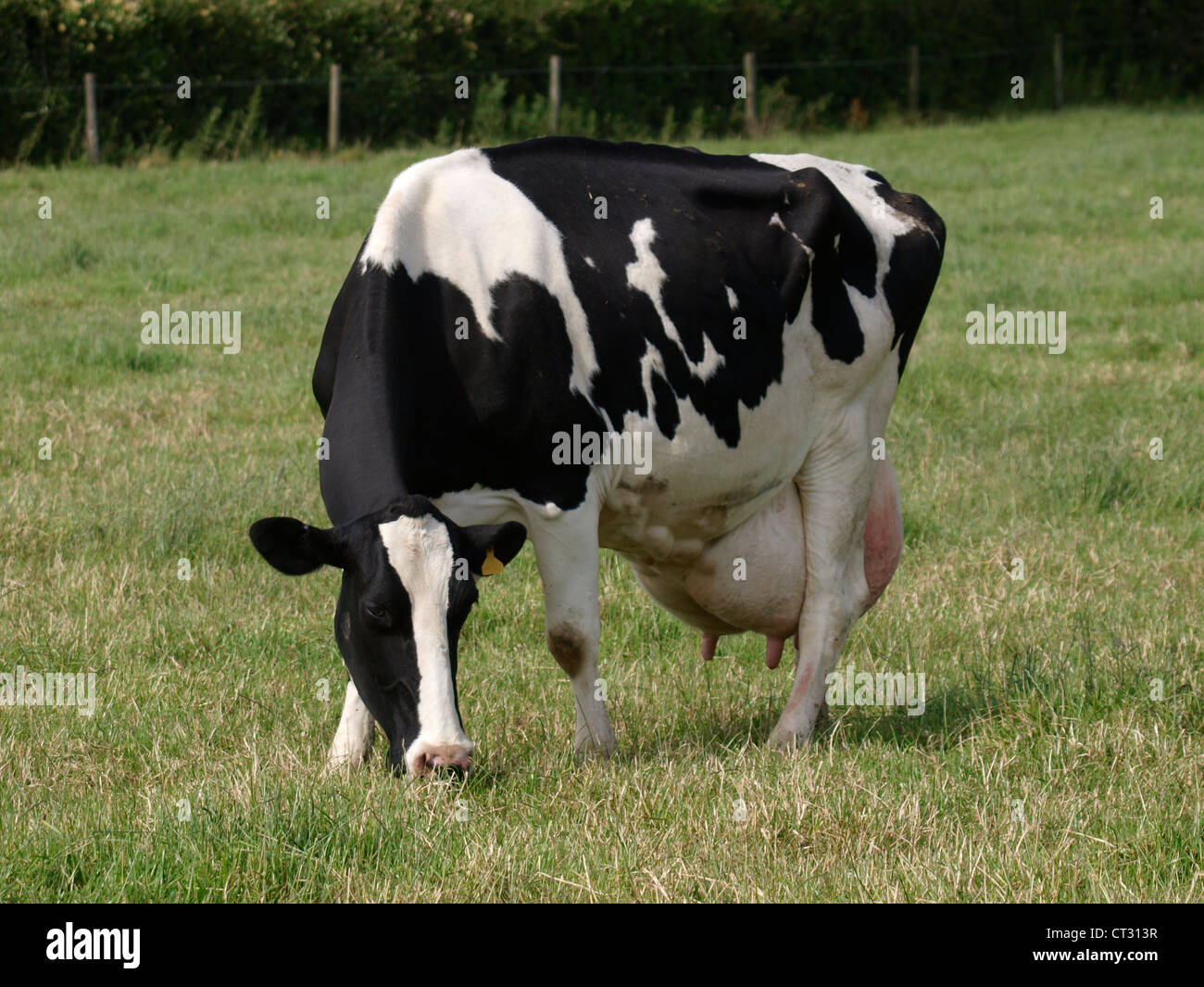 Holstein cow udders hires stock photography and images Alamy