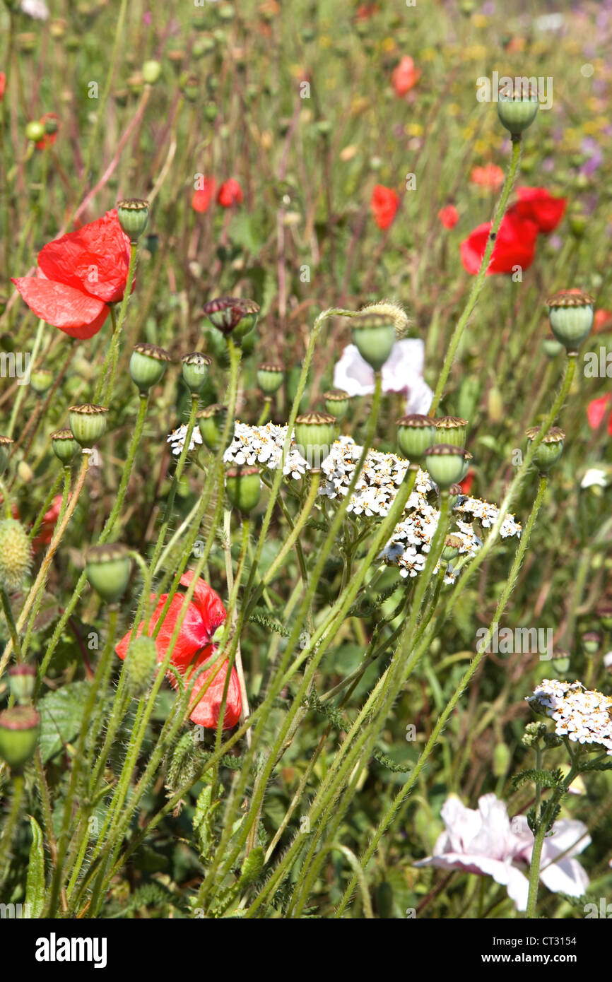 Roadside Verge. Poppies,Poppy & other British wild flowers at the roadside in rural Norfolk,UK. Stock Photo