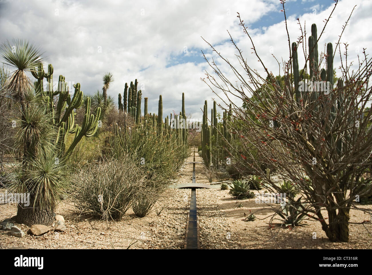 Carnegiea gigantea, Cactus, Saguaro cactus Stock Photo